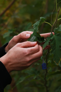 Data is gathered from sensors placed on the leaves.