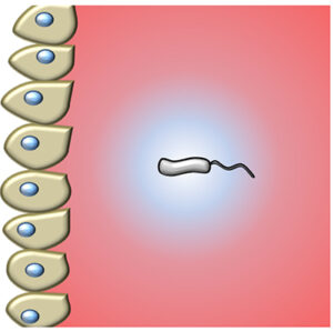 Helicobacter pylori, a bacterium that causes stomach ulcers, creates a pocket of fluid as it swims through the gastric mucus to colonize the interior surface of the stomach.