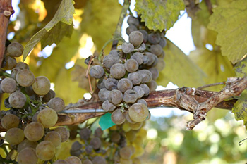 Powdery mildew, a fungal disease that harms grapes, is becoming resistant to effective fungicides. 